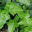 Hedera helix.png